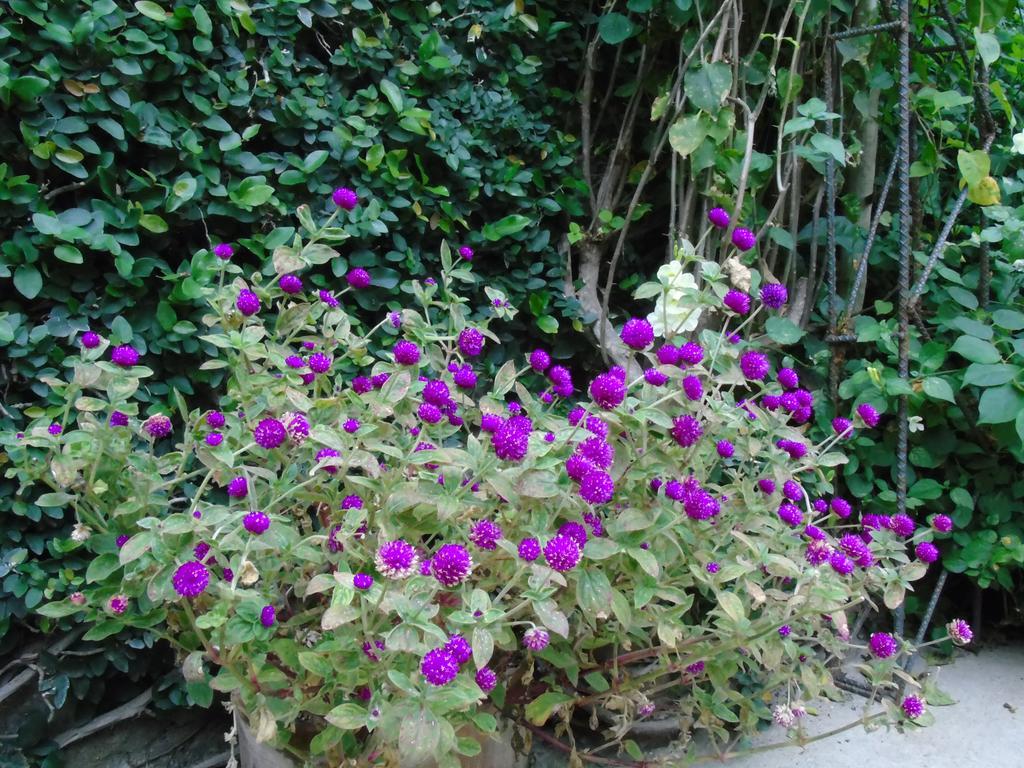 Hostal Casa Vieja Chiquimula Dış mekan fotoğraf